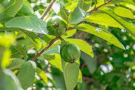 Weight Loss Fruits for Healthy Weight Management