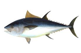 Tuna Fish Muscle Growth